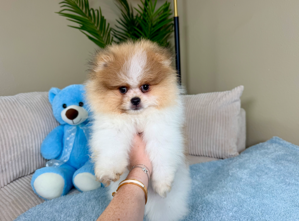 Cute Pomeranian Purebred Pup