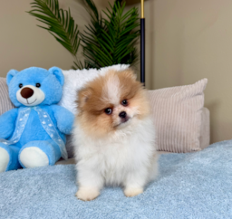 12 week old Pomeranian Puppy For Sale - Lone Star Pups