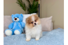 Cute Pomeranian Baby