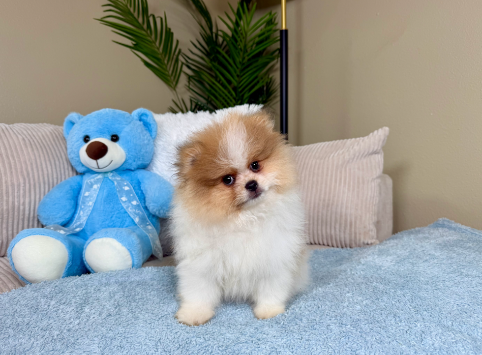 Cute Pomeranian Baby