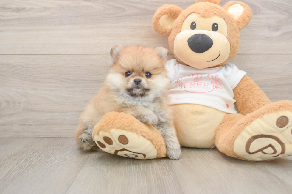 Pomeranian Pup Being Cute
