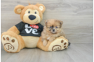 Pomeranian Puppy for Adoption