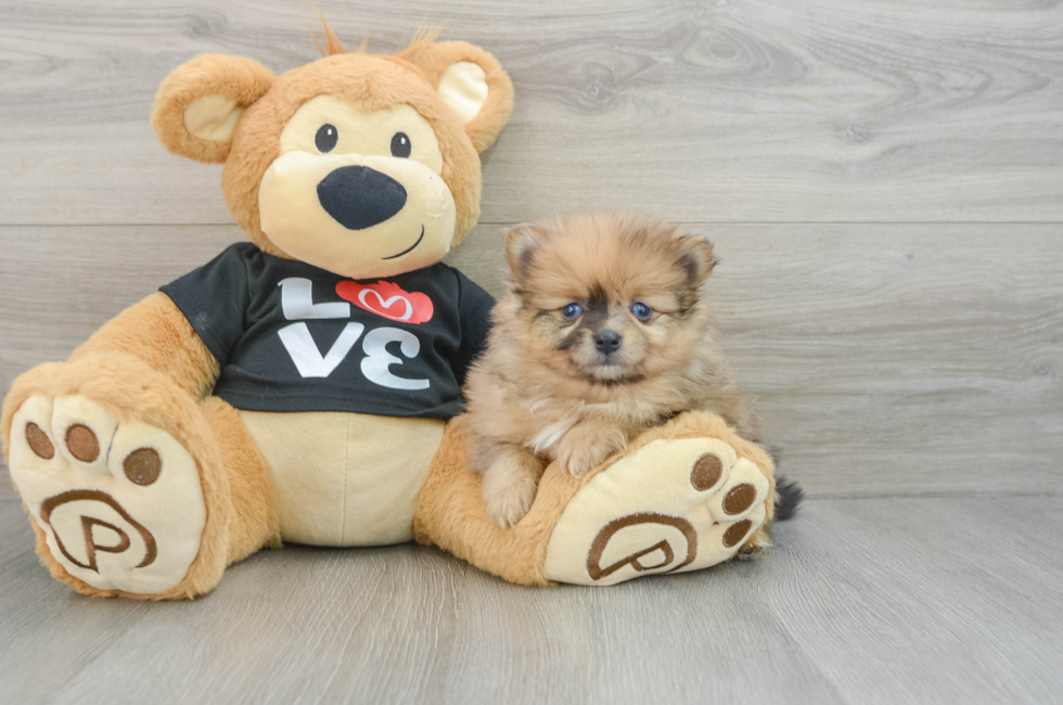 7 week old Pomeranian Puppy For Sale - Lone Star Pups