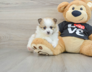 6 week old Pomeranian Puppy For Sale - Lone Star Pups