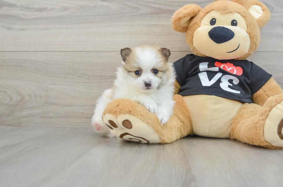 6 week old Pomeranian Puppy For Sale - Lone Star Pups