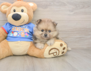 7 week old Pomeranian Puppy For Sale - Lone Star Pups