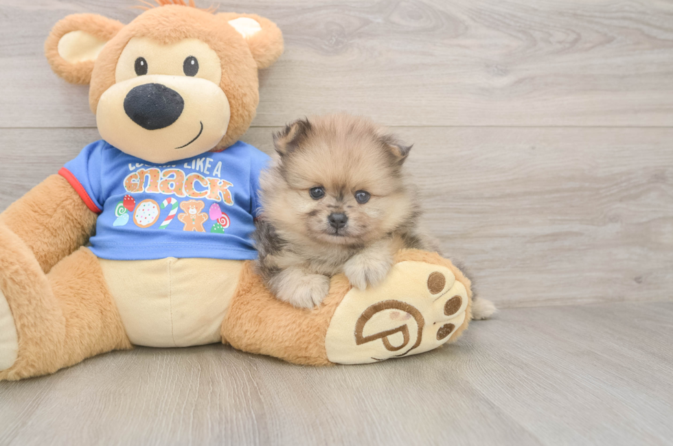 5 week old Pomeranian Puppy For Sale - Lone Star Pups