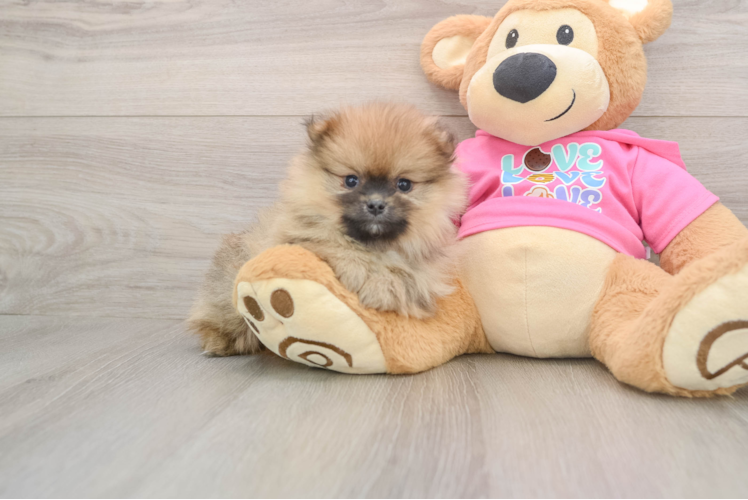 Energetic Dwarf Spitz Purebred Puppy