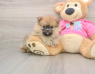 8 week old Pomeranian Puppy For Sale - Lone Star Pups