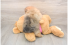 Akc Registered Pomeranian Purebred Pup