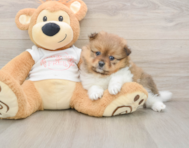 8 week old Pomeranian Puppy For Sale - Lone Star Pups