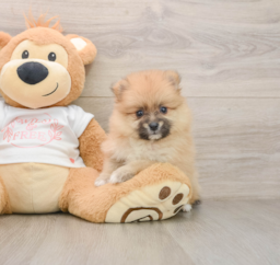 5 week old Pomeranian Puppy For Sale - Lone Star Pups
