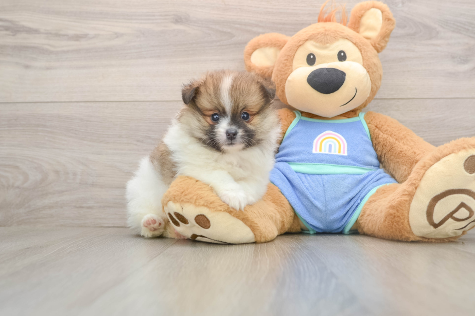 Playful Pomeranian Baby