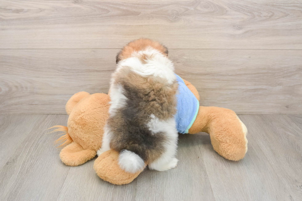 Hypoallergenic Pomeranian Baby