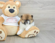 7 week old Pomeranian Puppy For Sale - Lone Star Pups