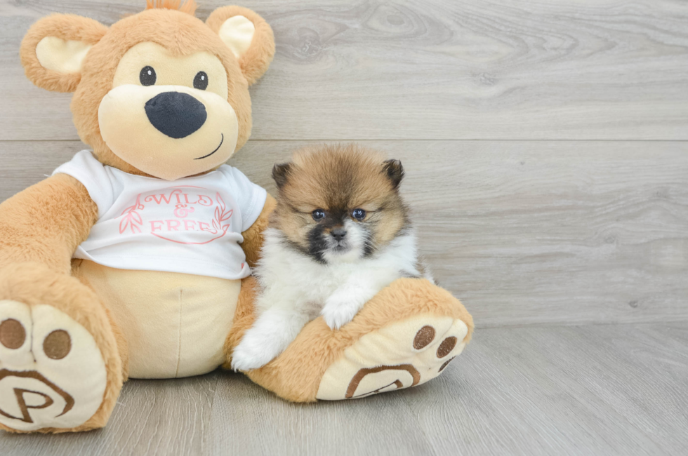 6 week old Pomeranian Puppy For Sale - Lone Star Pups