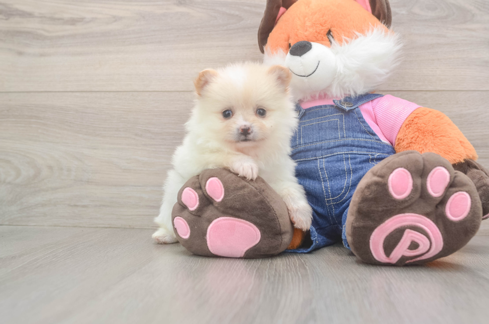 6 week old Pomeranian Puppy For Sale - Lone Star Pups