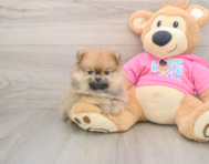 8 week old Pomeranian Puppy For Sale - Lone Star Pups