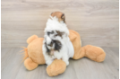 Fluffy Pom Dog Purebred Puppy