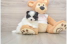 Pomeranian Pup Being Cute