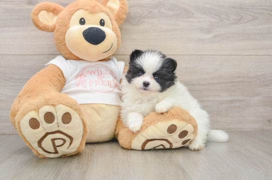 Cute Pom Purebred Puppy