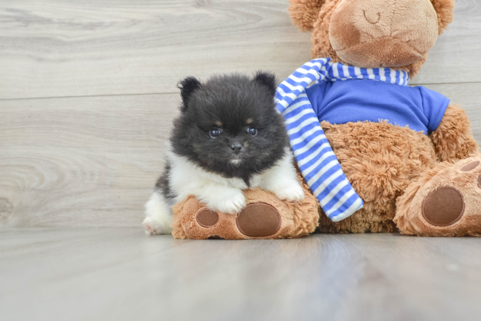 Playful Pomeranian Purebred Pup