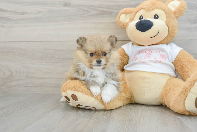Happy Pom Pom Purebred Puppy