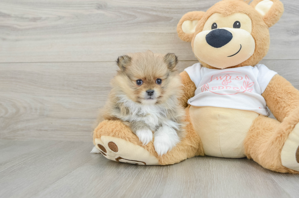 6 week old Pomeranian Puppy For Sale - Lone Star Pups