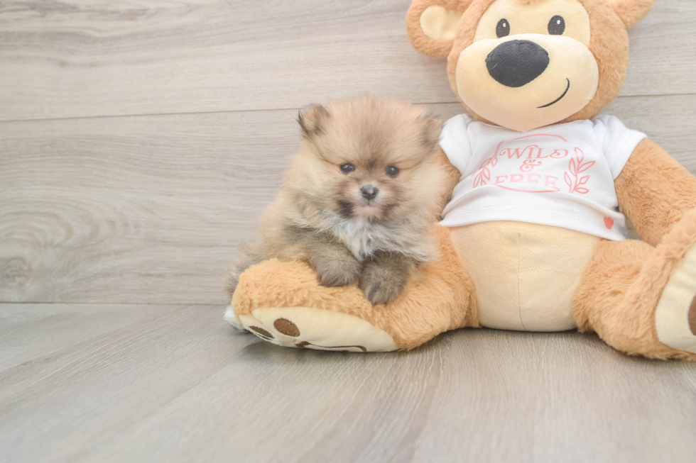 Pomeranian Pup Being Cute