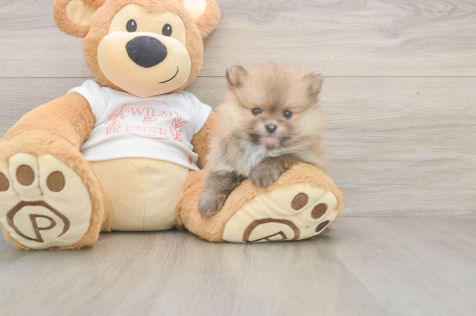 6 week old Pomeranian Puppy For Sale - Lone Star Pups
