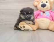 8 week old Pomeranian Puppy For Sale - Lone Star Pups
