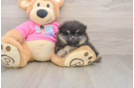 Pomeranian Puppy for Adoption
