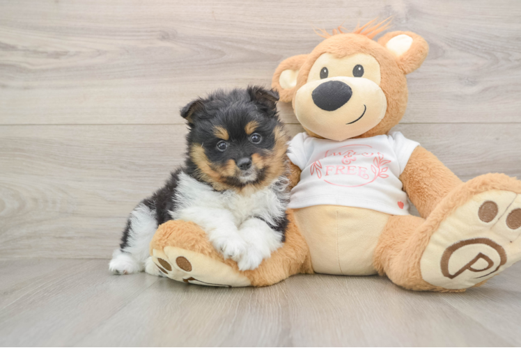 Pomeranian Puppy for Adoption