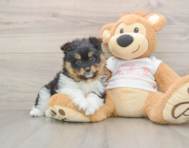 8 week old Pomeranian Puppy For Sale - Lone Star Pups