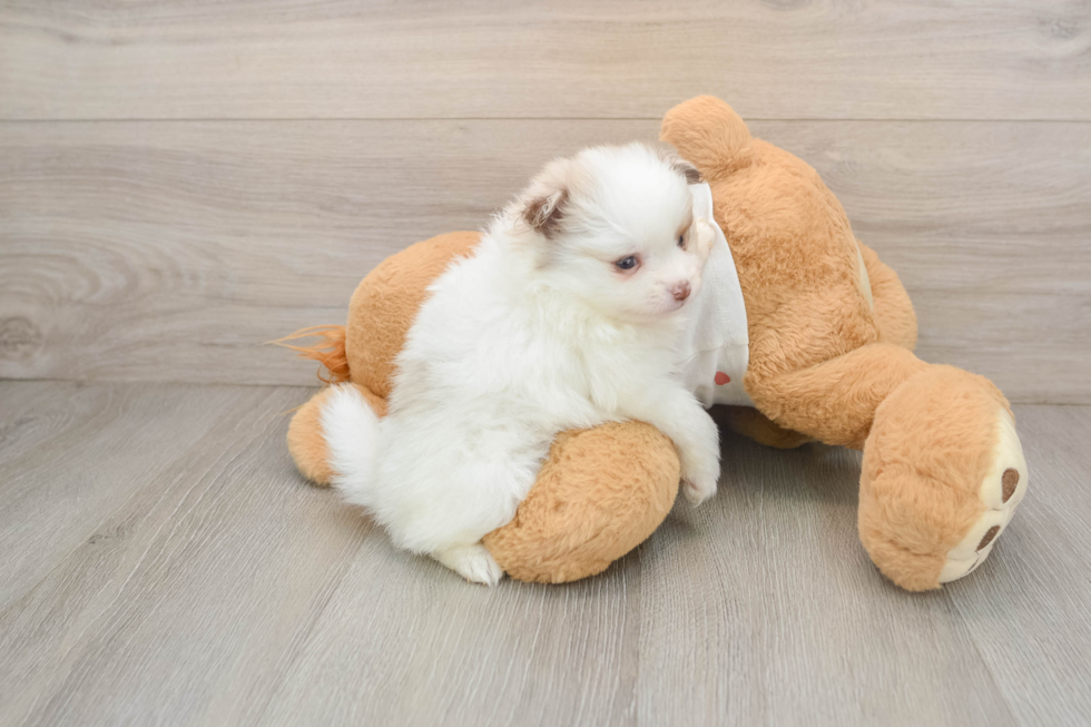 Playful Pomeranian Baby