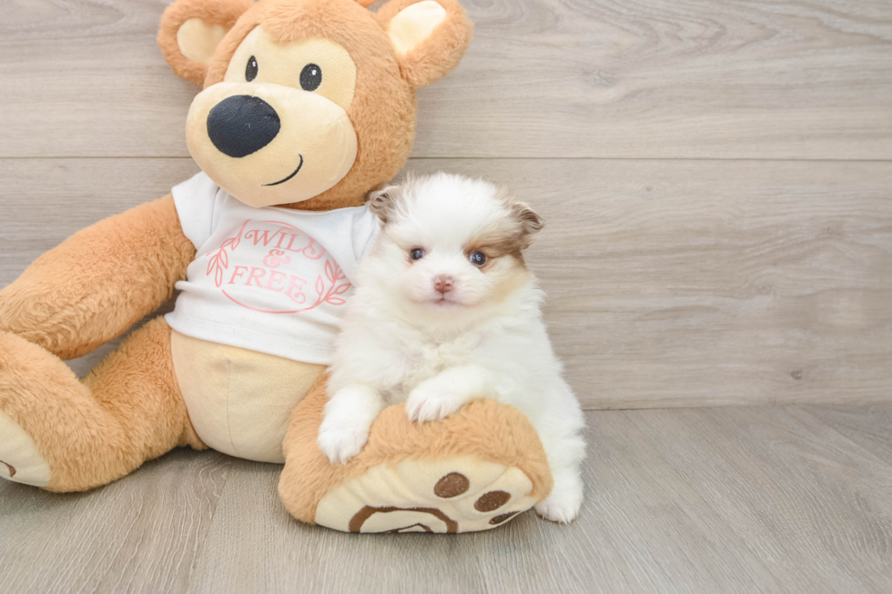 Pomeranian Puppy for Adoption