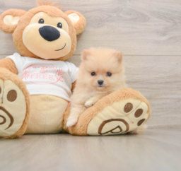 5 week old Pomeranian Puppy For Sale - Lone Star Pups