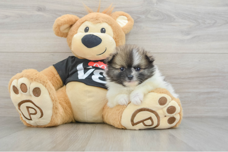 Friendly Pomeranian Baby