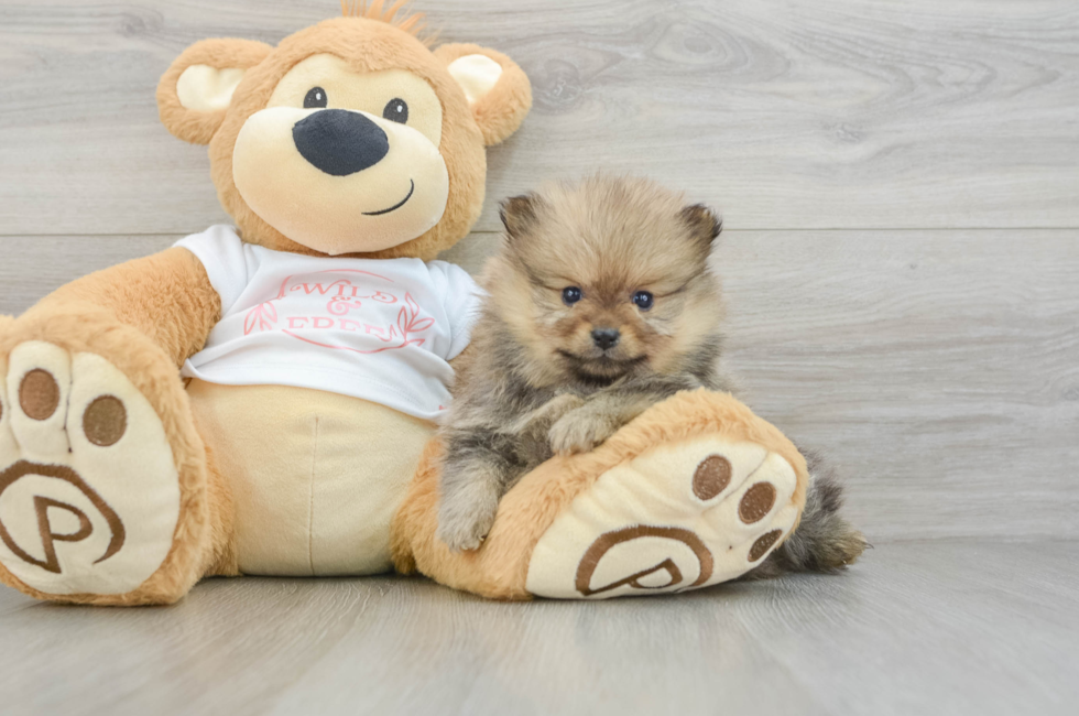 6 week old Pomeranian Puppy For Sale - Lone Star Pups