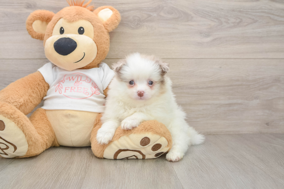 Best Pomeranian Baby