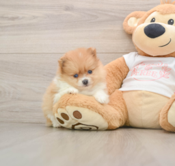 5 week old Pomeranian Puppy For Sale - Lone Star Pups