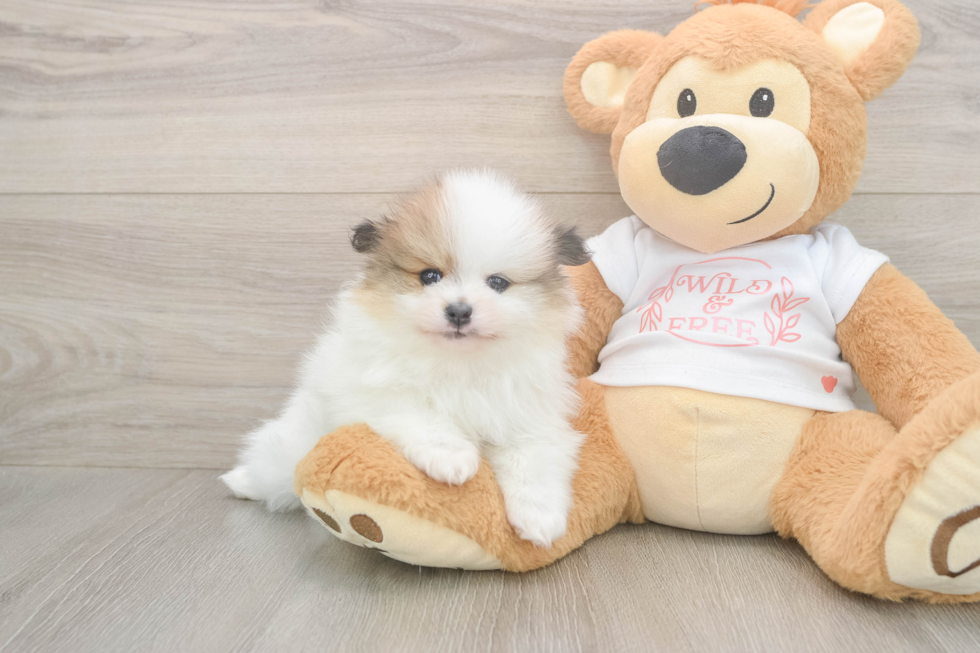 Best Pomeranian Baby