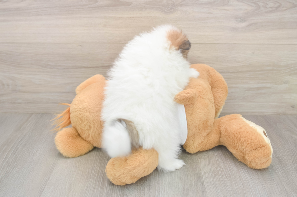Small Pomeranian Purebred Pup