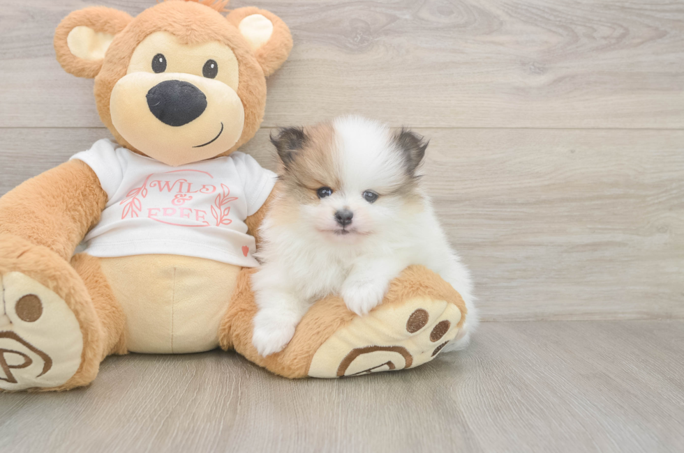 6 week old Pomeranian Puppy For Sale - Lone Star Pups
