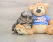7 week old Pomeranian Puppy For Sale - Lone Star Pups