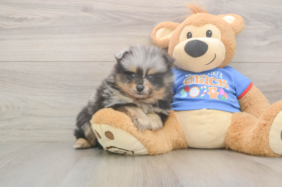 5 week old Pomeranian Puppy For Sale - Lone Star Pups