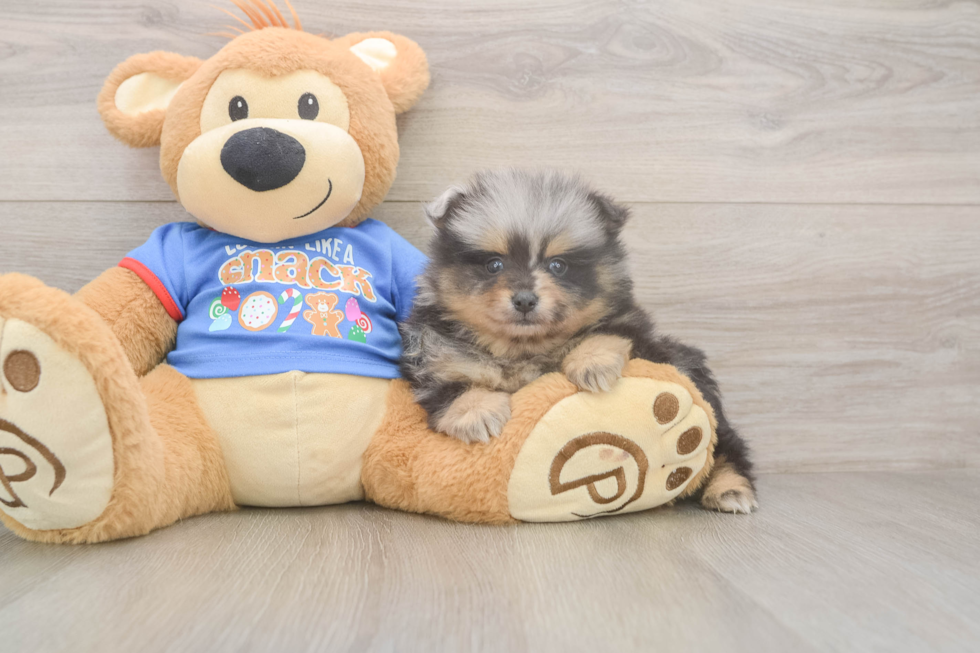 Pomeranian Puppy for Adoption