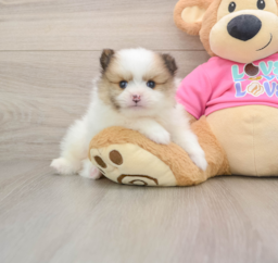 5 week old Pomeranian Puppy For Sale - Lone Star Pups