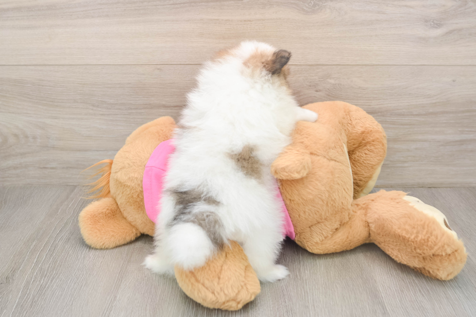 Pomeranian Puppy for Adoption