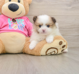 5 week old Pomeranian Puppy For Sale - Lone Star Pups